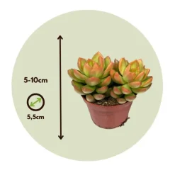 Kamerplanten-Plant in a Box Mini-vetplanten - Set van 6 - Succulent Mix - Hoogte 5-10cm - ⌀5,5cm