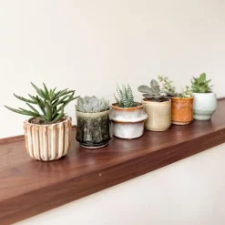 Kamerplanten-Plant in a Box Mini-vetplanten - Set van 6 - Succulent Mix - Hoogte 5-10cm - ⌀5,5cm