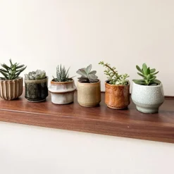 Kamerplanten-Plant in a Box Mini-vetplanten - Set van 6 - Succulent Mix - Hoogte 5-10cm - ⌀5,5cm