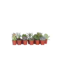 Kamerplanten-Plant in a Box Mini-vetplanten - Set van 12 - Succulent Mix - Hoogte 5-10cm - ⌀5,5cm