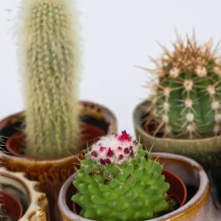 Plant in a Box Mix cactus - Set van 60 - Cactus - Hoogte 5-10cm - ⌀5,5cm