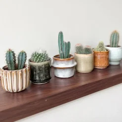 Plant in a Box Mix cactus - Set van 60 - Cactus - Hoogte 5-10cm - ⌀5,5cm