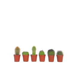 Plant in a Box Mix cactus - Set van 6 - Cactus - Hoogte 5-10cm - ⌀5,5cm