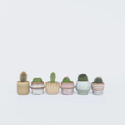 Plant in a Box Mix cactus - Set van 6 - Cactus - Hoogte 5-10cm - ⌀5,5cm