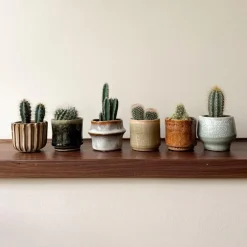 Plant in a Box Mix cactus - Set van 6 - Cactus - Hoogte 5-10cm - ⌀5,5cm