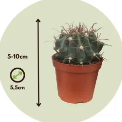 Plant in a Box Mix cactus - Set van 6 - Cactus - Hoogte 5-10cm - ⌀5,5cm