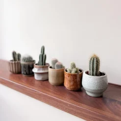 Plant in a Box Mix cactus - Set van 6 - Cactus - Hoogte 5-10cm - ⌀5,5cm
