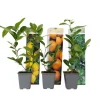 Planten|Tuinplanten-Plant in a Box Mix fruitbomen - Set van 3 - Citrus limon - Hoogte 25-40cm - ⌀9cm