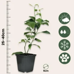 Planten|Tuinplanten-Plant in a Box Mix fruitbomen - Set van 3 - Citrus limon - Hoogte 25-40cm - ⌀9cm