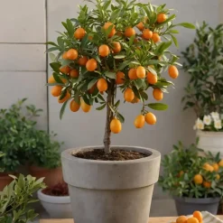 Planten|Tuinplanten-Plant in a Box Mix fruitbomen - Set van 3 - Citrus limon - Hoogte 25-40cm - ⌀9cm