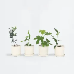 Planten|Tuinplanten-Plant in a Box Mix fruitbomen - Set van 4 - Hoogte 25-40cm - ⌀9cm