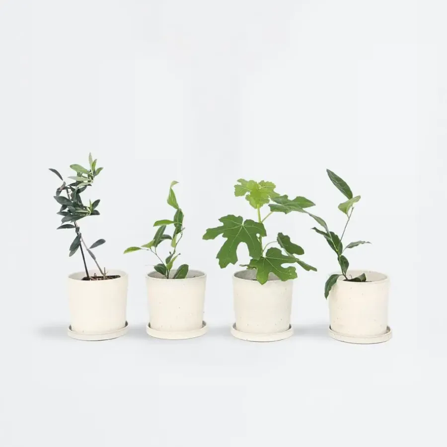 Planten|Tuinplanten-Plant in a Box Mix fruitbomen - Set van 4 - Hoogte 25-40cm - ⌀9cm