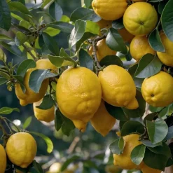 Planten|Tuinplanten-Plant in a Box Mix fruitbomen - Set van 4 - Hoogte 25-40cm - ⌀9cm