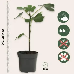 Planten|Tuinplanten-Plant in a Box Mix fruitbomen - Set van 4 - Hoogte 25-40cm - ⌀9cm