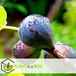 Planten|Tuinplanten-Plant in a Box Mix fruitbomen - Set van 4 - Hoogte 25-40cm - ⌀9cm