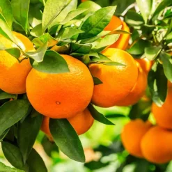 Planten|Tuinplanten-Plant in a Box Mix fruitbomen - Set van 4 - Hoogte 25-40cm - ⌀9cm
