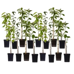 Planten|Bomen-Plant in a Box Mix fruitzuilen - Set van 16 - Malus, Pryus, Prunus - Hoogte 60-70cm - ⌀9cm