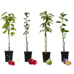 Plant in a Box Mix fruitzuilen - Set van 4 - Malus, Pryus, Prunus - Hoogte 60-70cm - ⌀9cm