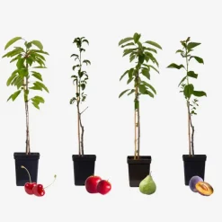 Plant in a Box Mix fruitzuilen - Set van 4 - Malus, Pryus, Prunus - Hoogte 60-70cm - ⌀9cm
