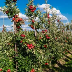 Plant in a Box Mix fruitzuilen - Set van 4 - Malus, Pryus, Prunus - Hoogte 60-70cm - ⌀9cm