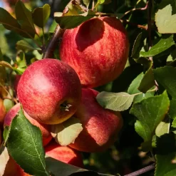 Plant in a Box Mix fruitzuilen - Set van 4 - Malus, Pryus, Prunus - Hoogte 60-70cm - ⌀9cm