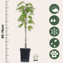 Plant in a Box Mix fruitzuilen - Set van 4 - Malus, Pryus, Prunus - Hoogte 60-70cm - ⌀9cm