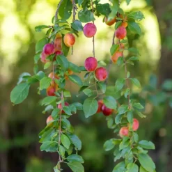 Plant in a Box Mix fruitzuilen - Set van 4 - Malus, Pryus, Prunus - Hoogte 60-70cm - ⌀9cm