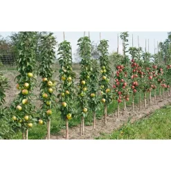 Plant in a Box Mix fruitzuilen - Set van 4 - Malus, Pryus, Prunus - Hoogte 60-70cm - ⌀9cm