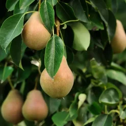 Plant in a Box Mix fruitzuilen - Set van 4 - Malus, Pryus, Prunus - Hoogte 60-70cm - ⌀9cm