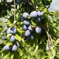 Plant in a Box Mix fruitzuilen - Set van 4 - Malus, Pryus, Prunus - Hoogte 60-70cm - ⌀9cm