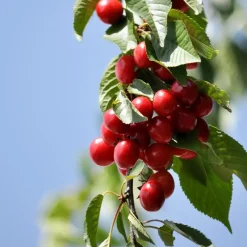 Planten|Bomen-Plant in a Box Mix fruitzuilen met plantenvoeding - Set van 4 - Hoogte 60-70cm - ⌀9cm