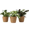 Kamerplanten-Plant in a Box Mix van 3 kamerplanten incl. mandjes - Hoogte 25-40cm - ⌀12cm