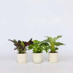 Kamerplanten-Plant in a Box Mix van 3 kamerplanten incl. mandjes - Hoogte 25-40cm - ⌀12cm