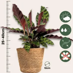 Kamerplanten-Plant in a Box Mix van 3 kamerplanten incl. mandjes - Hoogte 25-40cm - ⌀12cm