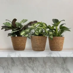 Kamerplanten-Plant in a Box Mix van 3 kamerplanten incl. mandjes - Hoogte 25-40cm - ⌀12cm