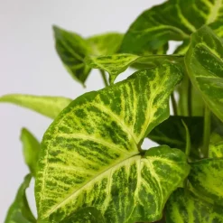 Kamerplanten-Plant in a Box Mix van 3 kamerplanten incl. mandjes - Hoogte 25-40cm - ⌀12cm
