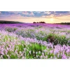 Tuindecoratie-MuchoWow Tuinposter 120x80cm Bloemen Lavendel Paars Lucht