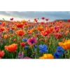 Tuindecoratie-MuchoWow Tuinposter 180x120cm Bloemen Klaprozen Kleurrijk