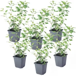 Plant in a Box Nachtschade - Set van 6 - Lycianthes rantonnetii - Hoogte 25-40cm - ⌀9cm