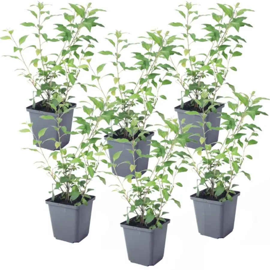 Plant in a Box Nachtschade - Set van 6 - Lycianthes rantonnetii - Hoogte 25-40cm - ⌀9cm