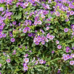 Plant in a Box Nachtschade - Set van 6 - Lycianthes rantonnetii - Hoogte 25-40cm - ⌀9cm