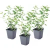 Plant in a Box Nachtschade - Set van 3 - Lycianthes rantonnetii - Hoogte 25-40cm - ⌀9cm