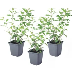 Plant in a Box Nachtschade - Set van 3 - Lycianthes rantonnetii - Hoogte 25-40cm - ⌀9cm