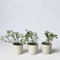 Plant in a Box Nachtschade - Set van 3 - Lycianthes rantonnetii - Hoogte 25-40cm - ⌀9cm