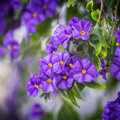 Plant in a Box Nachtschade - Set van 3 - Lycianthes rantonnetii - Hoogte 25-40cm - ⌀9cm