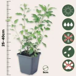 Plant in a Box Nachtschade - Set van 3 - Lycianthes rantonnetii - Hoogte 25-40cm - ⌀9cm