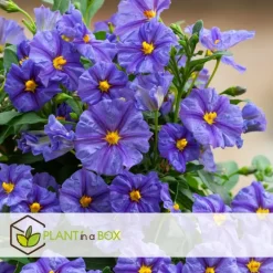 Plant in a Box Nachtschade - Set van 3 - Lycianthes rantonnetii - Hoogte 25-40cm - ⌀9cm