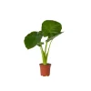 Kamerplanten-Plant in a Box Olifantsoor - Alocasia 'Odora' - Hoogte 55-75cm - ⌀17cm