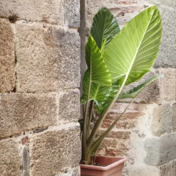 Kamerplanten-Plant in a Box Olifantsoor - Alocasia 'Odora' - Hoogte 55-75cm - ⌀17cm