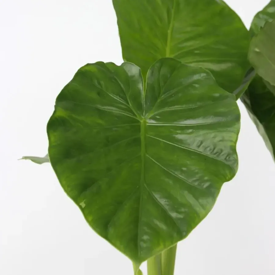 Kamerplanten-Plant in a Box Olifantsoor - Alocasia 'Odora' - Hoogte 55-75cm - ⌀17cm